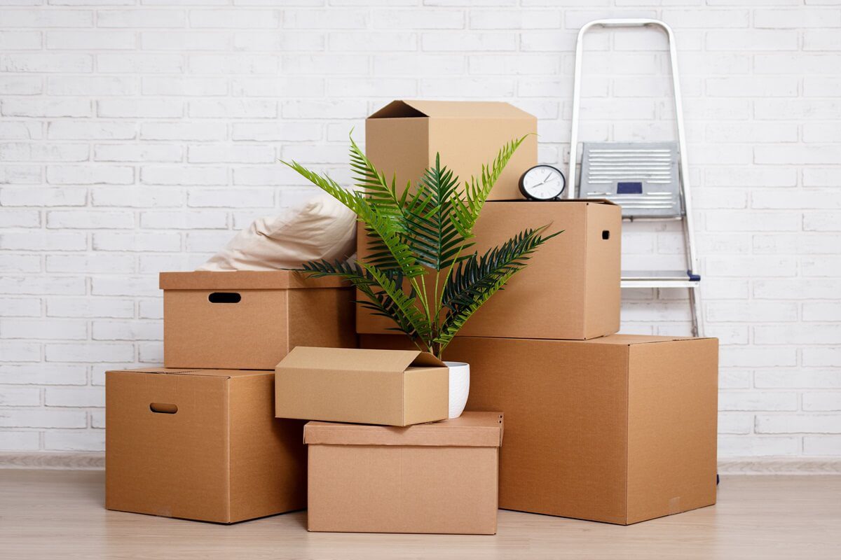 cardboard boxes, houseplant and other domestic things over white brick wall