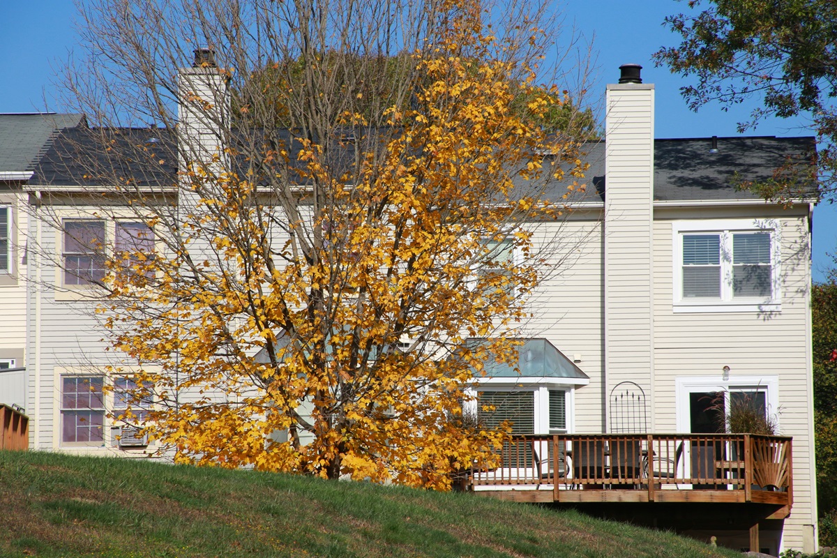 tree with yellow leaves stands in front of white houses in Burke Virginia